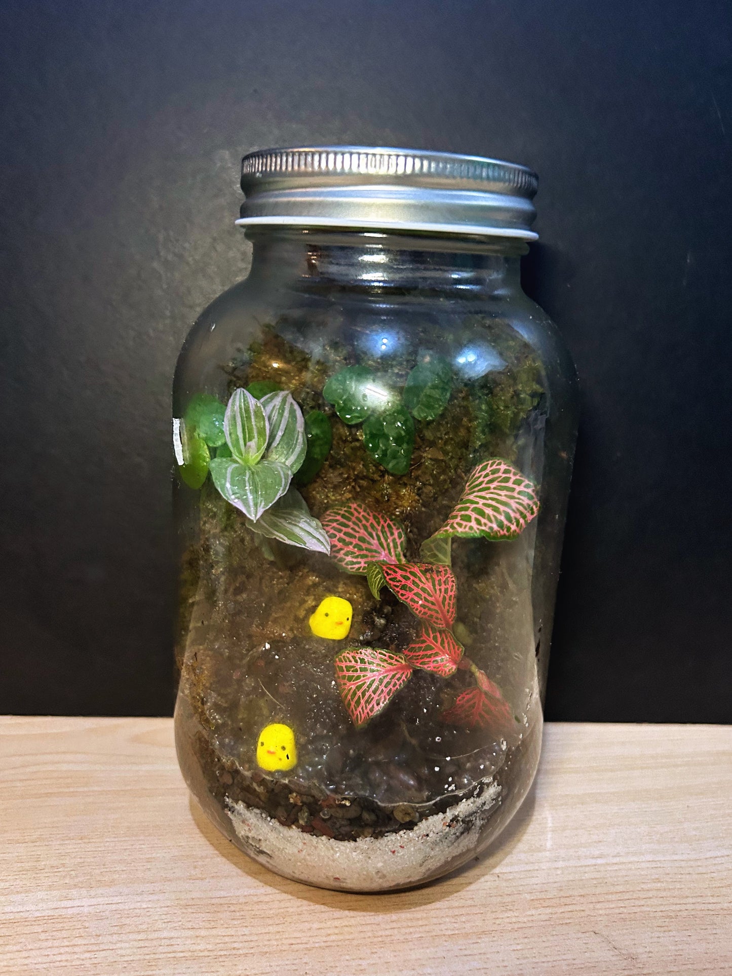 Garapon Terrarium with 2 Love Chicks