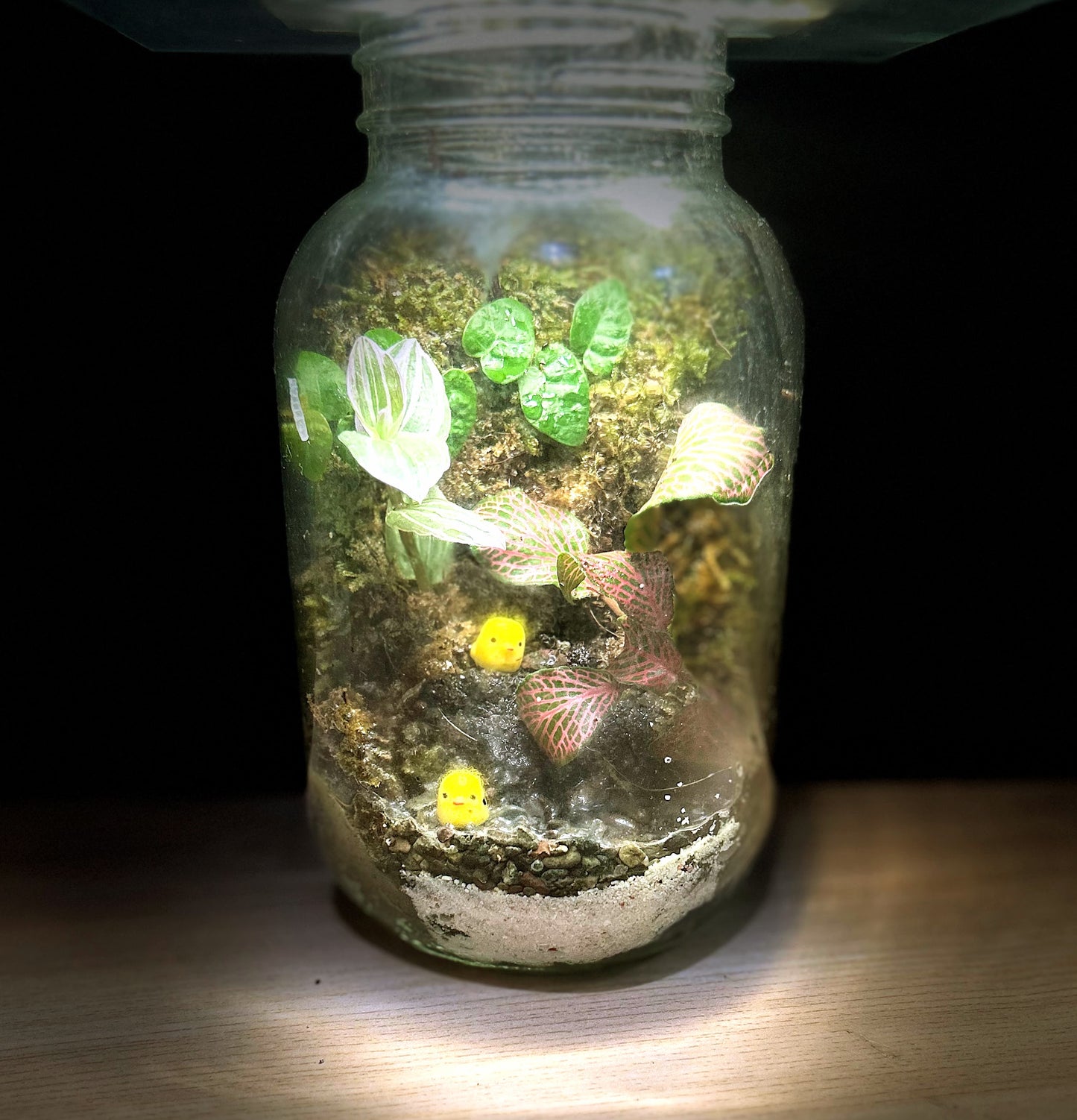 Garapon Terrarium with 2 Love Chicks