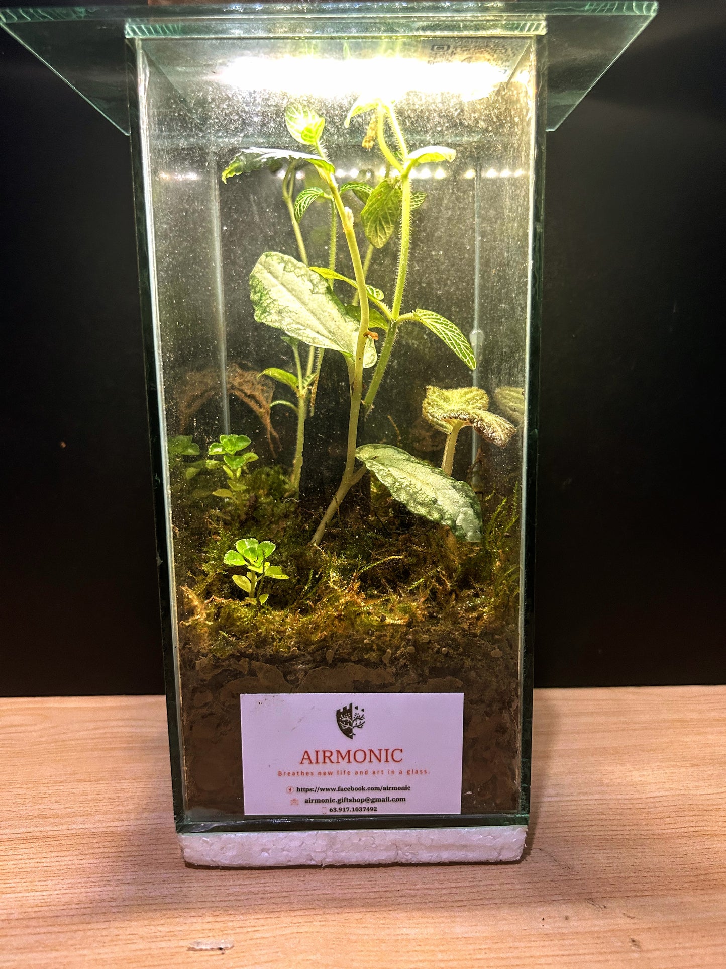 Classic Airmonic Terrarium Haba
