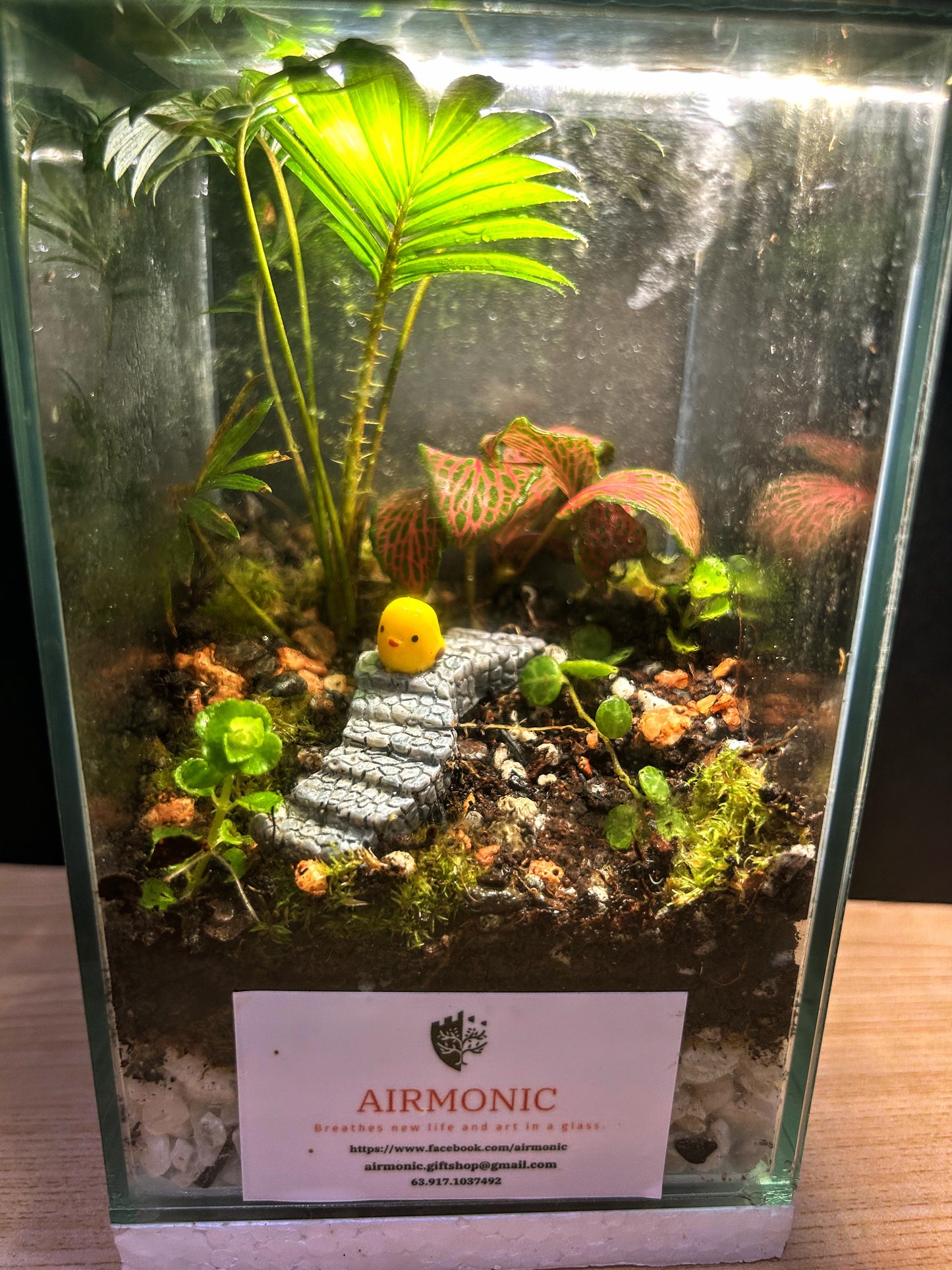 Airmonic Terrarium Mini Haba with chick on a Staircase