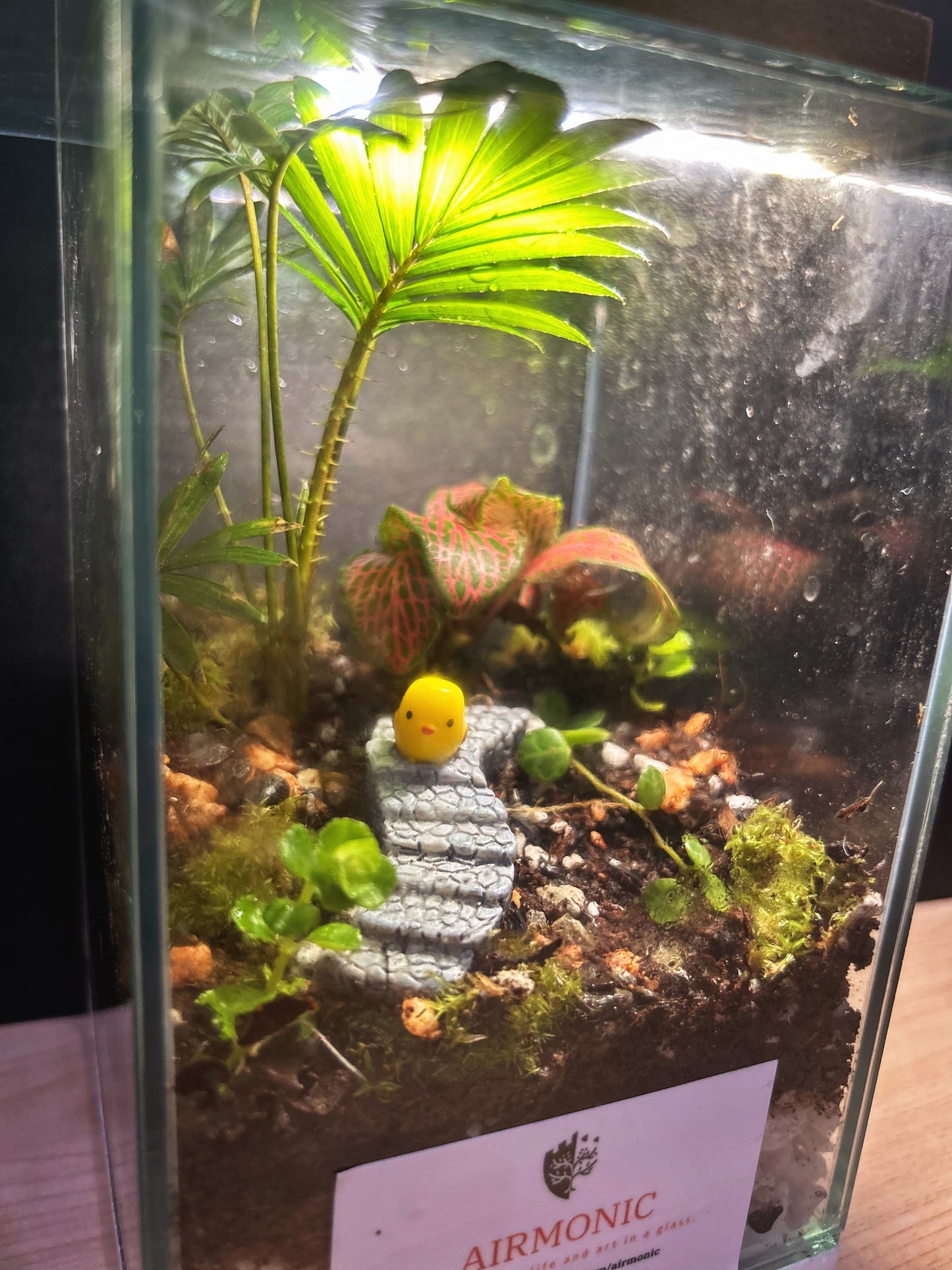 Airmonic Terrarium Mini Haba with chick on a Staircase