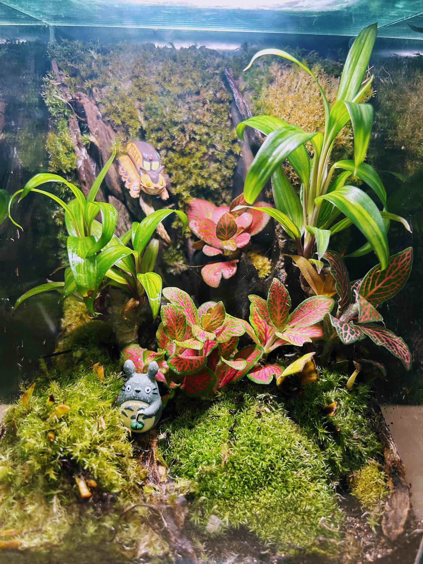 Marikit Terrarium: Enchanted Totoro & CatBus Terrarium Adventure