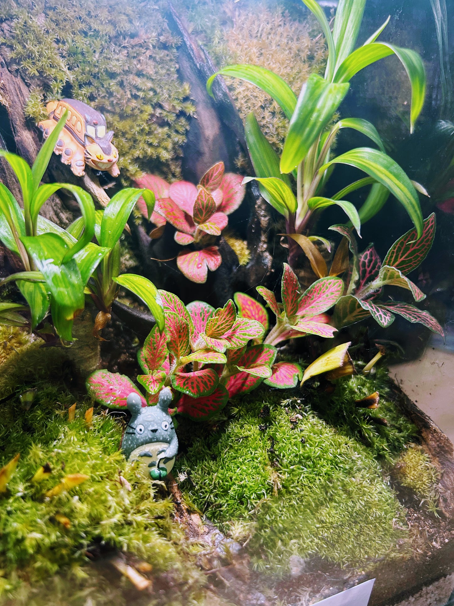 Marikit Terrarium: Enchanted Totoro & CatBus Terrarium Adventure