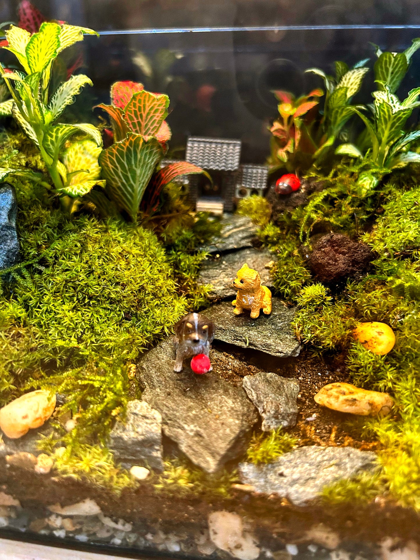 Custom Glass House Terrarium with Rechargeable LED Light