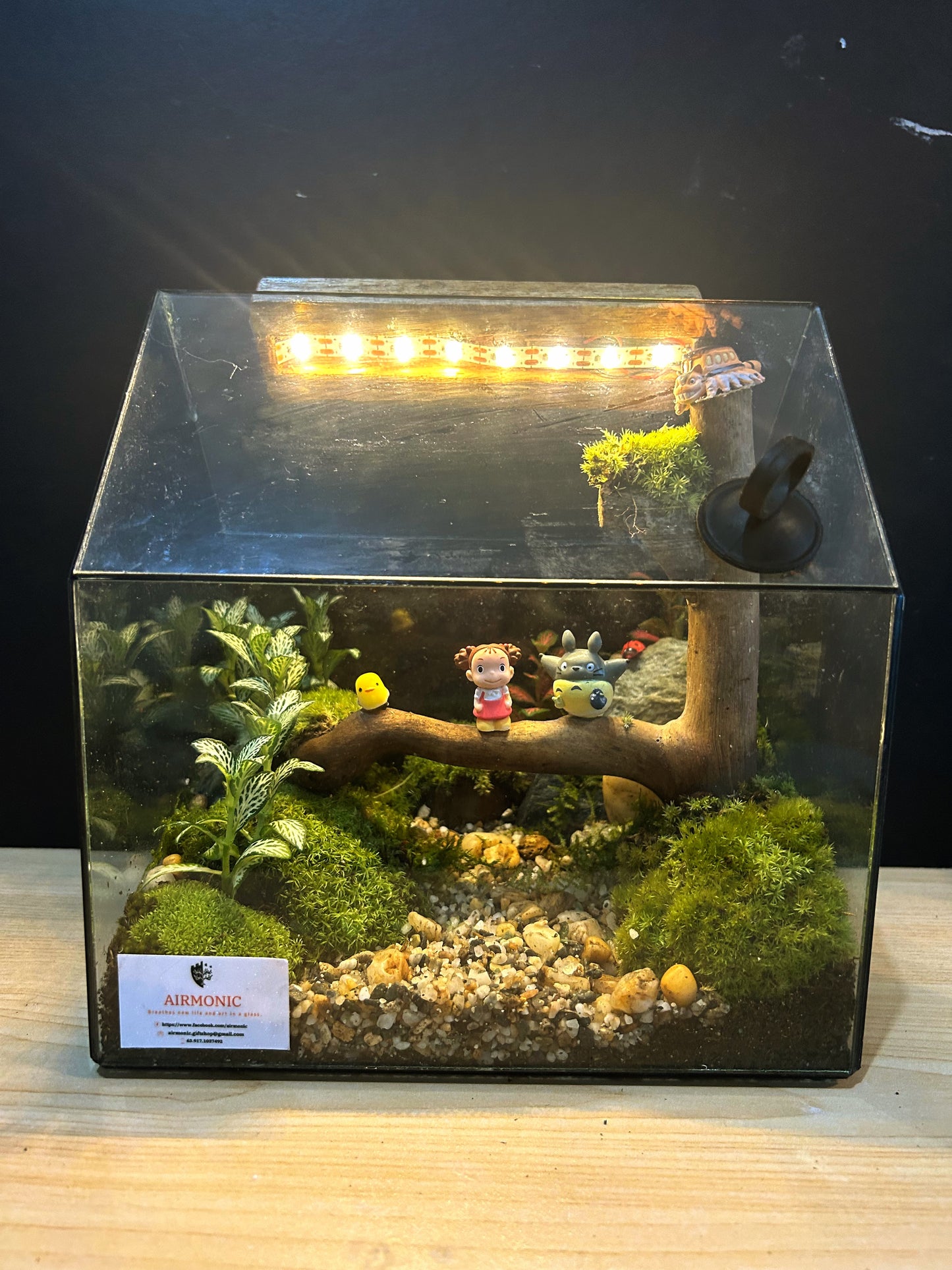 Custom Glass House Terrarium with Rechargeable LED Light