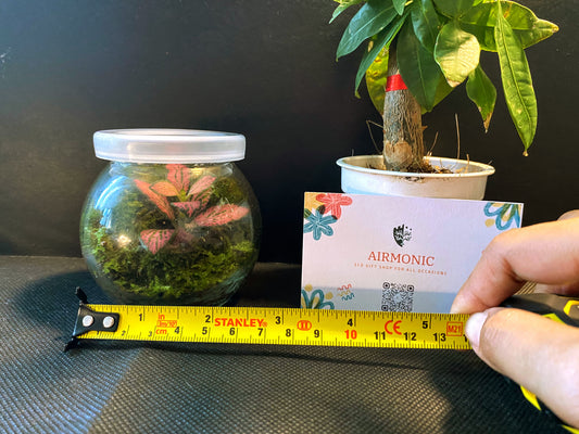Petite Delight: Terrarium in Round Containers