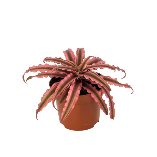 Cryptanthus Bivittatus 'Pink Starlite' - Earth Star