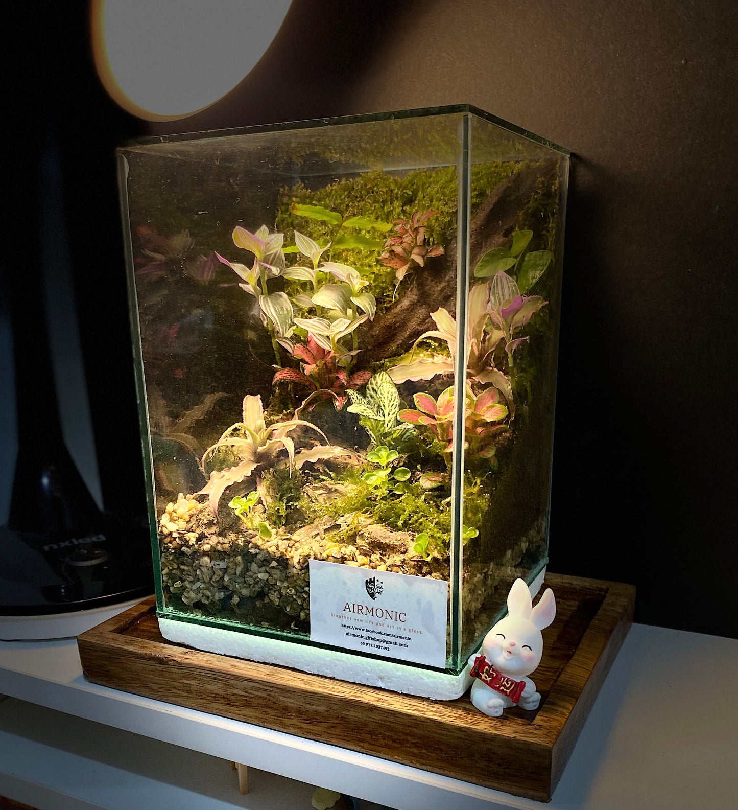 Marikit Terrarium