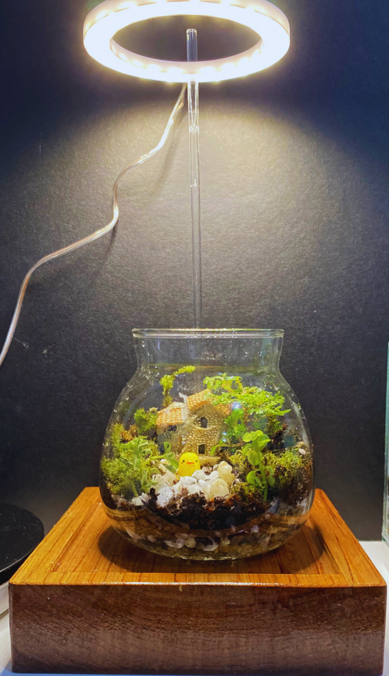 Chick in a Bubble Terrarium