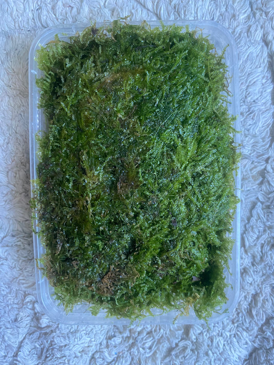Weeping moss for terrarium and aquascaping