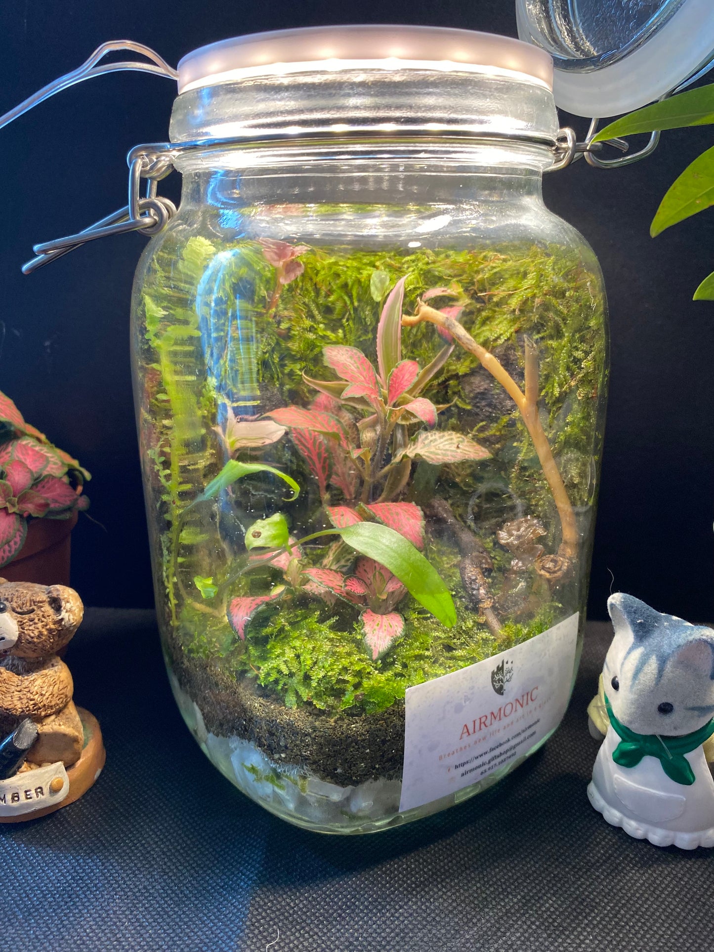 Banga Terrarium
