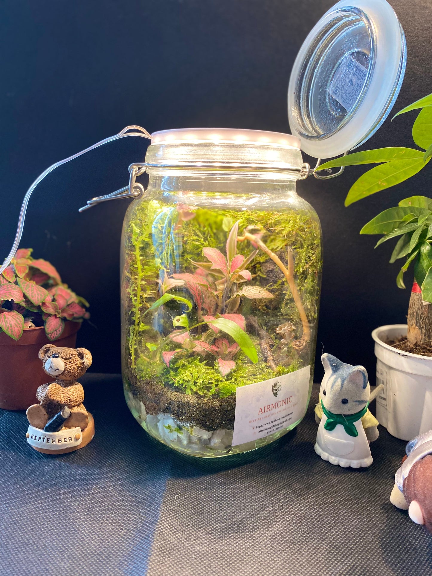 Banga Terrarium