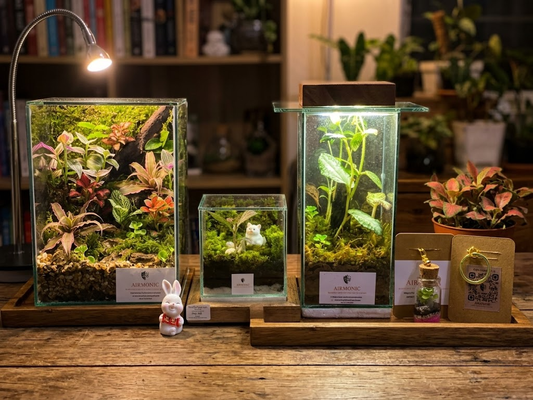 Why Terrariums Are The Best Graduation Gift