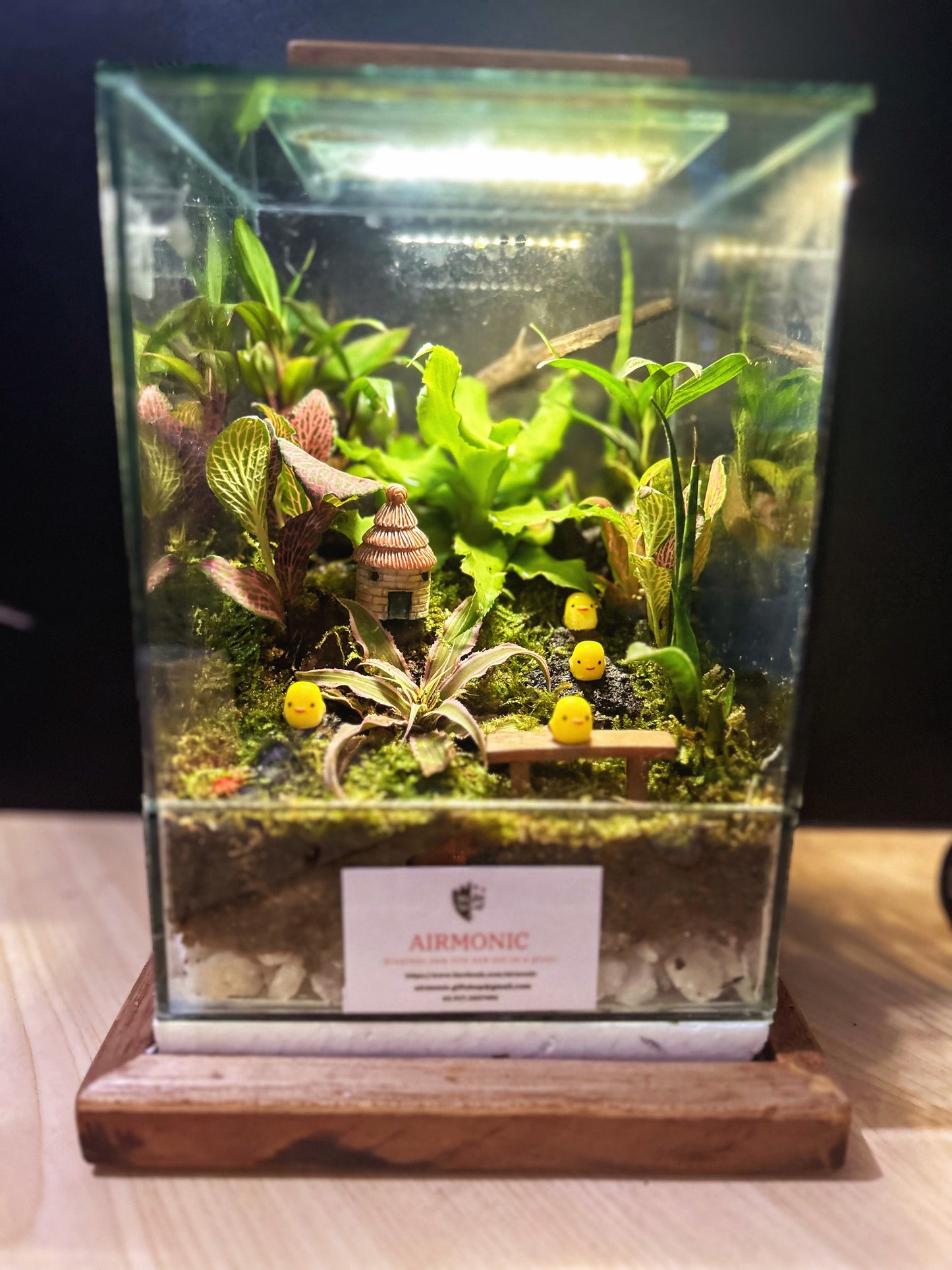 Marikit Harmony Tearrarium with 4 Chicks