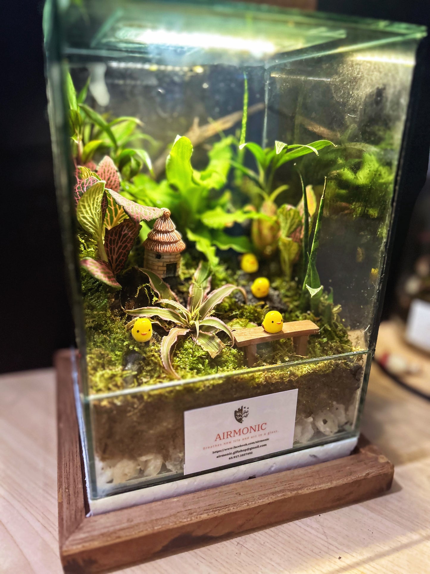 Marikit Harmony Tearrarium with 4 Chicks