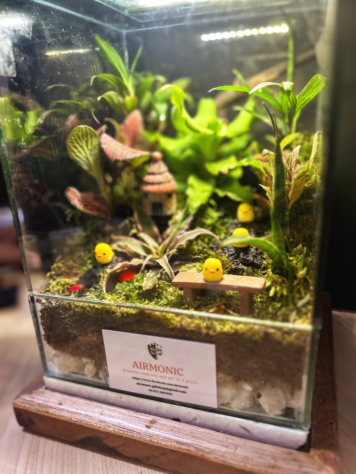 Marikit Harmony Tearrarium with 4 Chicks