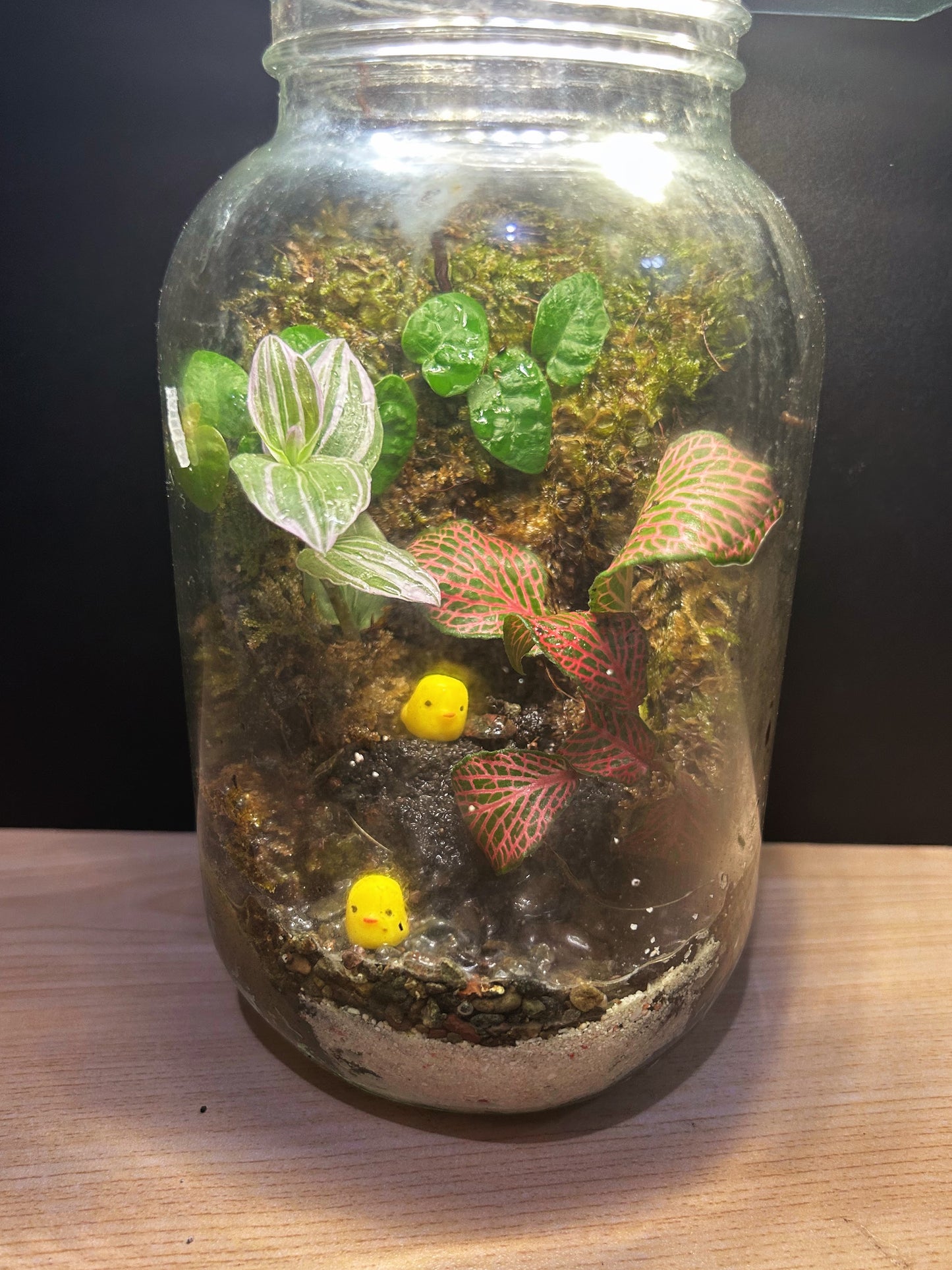 Garapon Terrarium with 2 Love Chicks