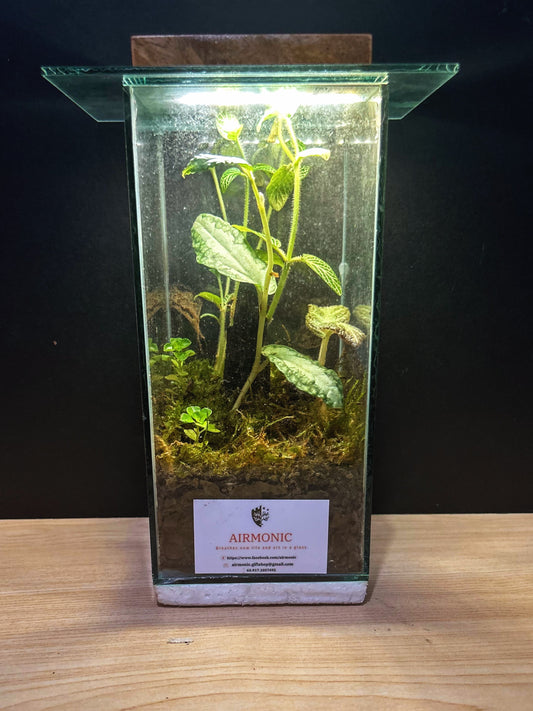 Classic Airmonic Terrarium Haba