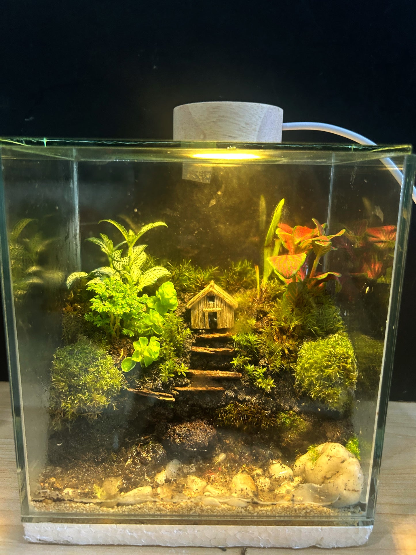 Bahay Kubo River Terrarium