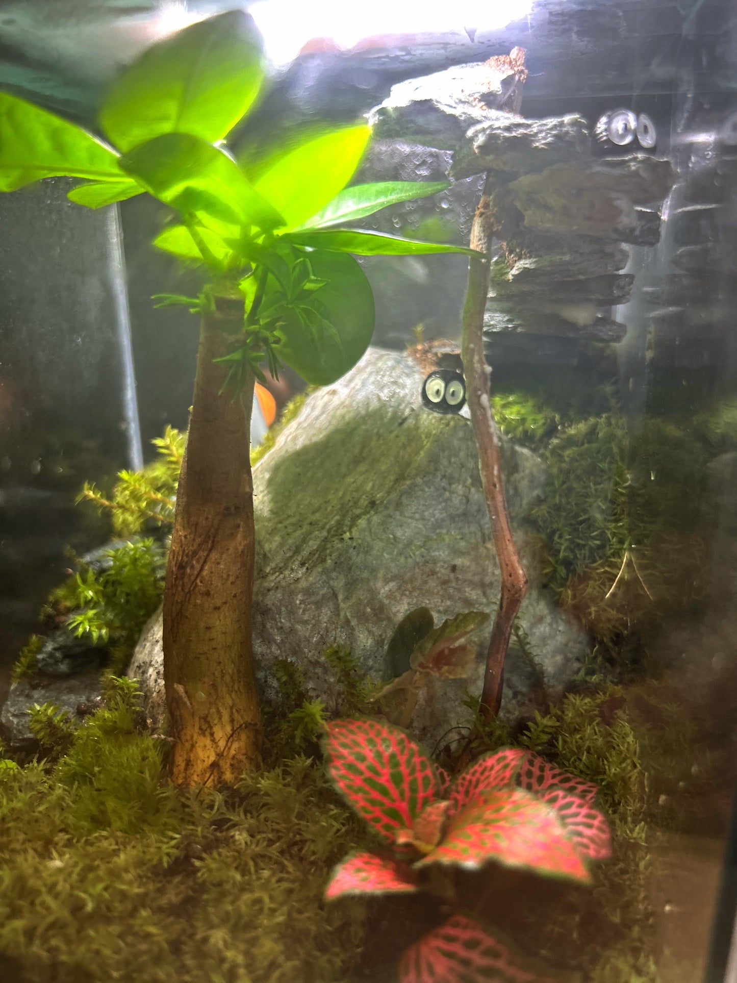 Marikit Terrarium: Totoro Trekking Edition