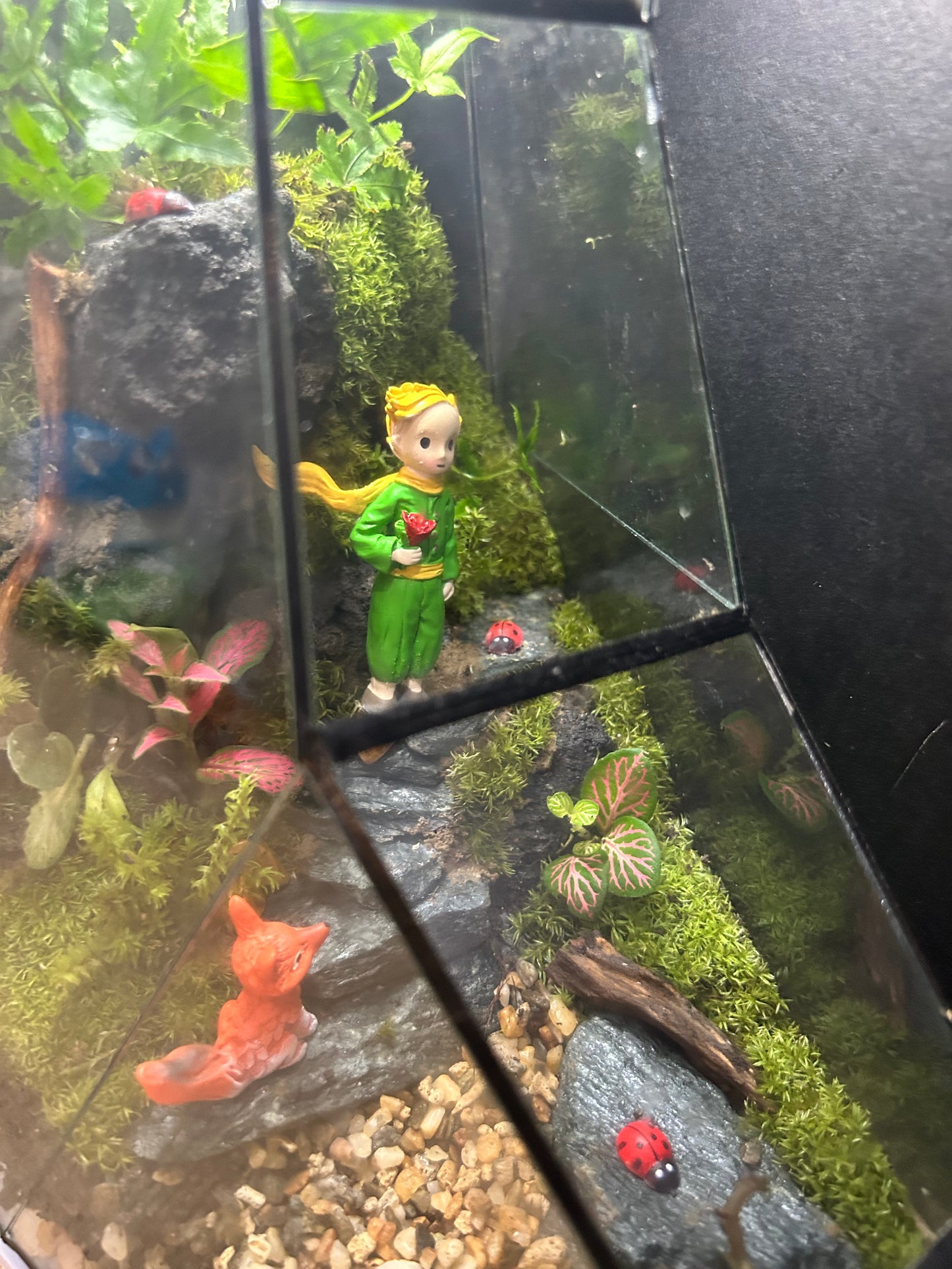 Little Prince Terrarium (Customized)