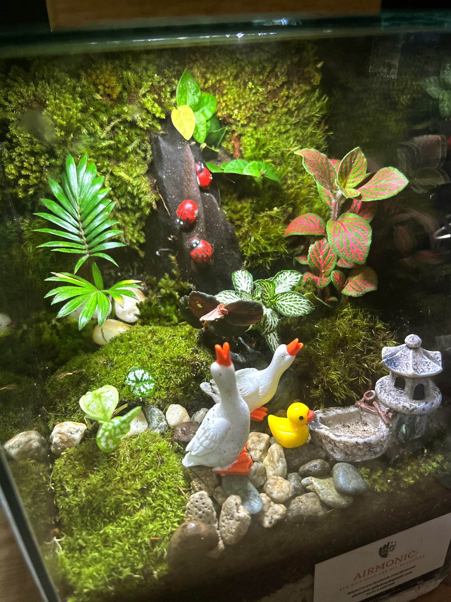 Marikit Terrarium: Quac-tastic Family