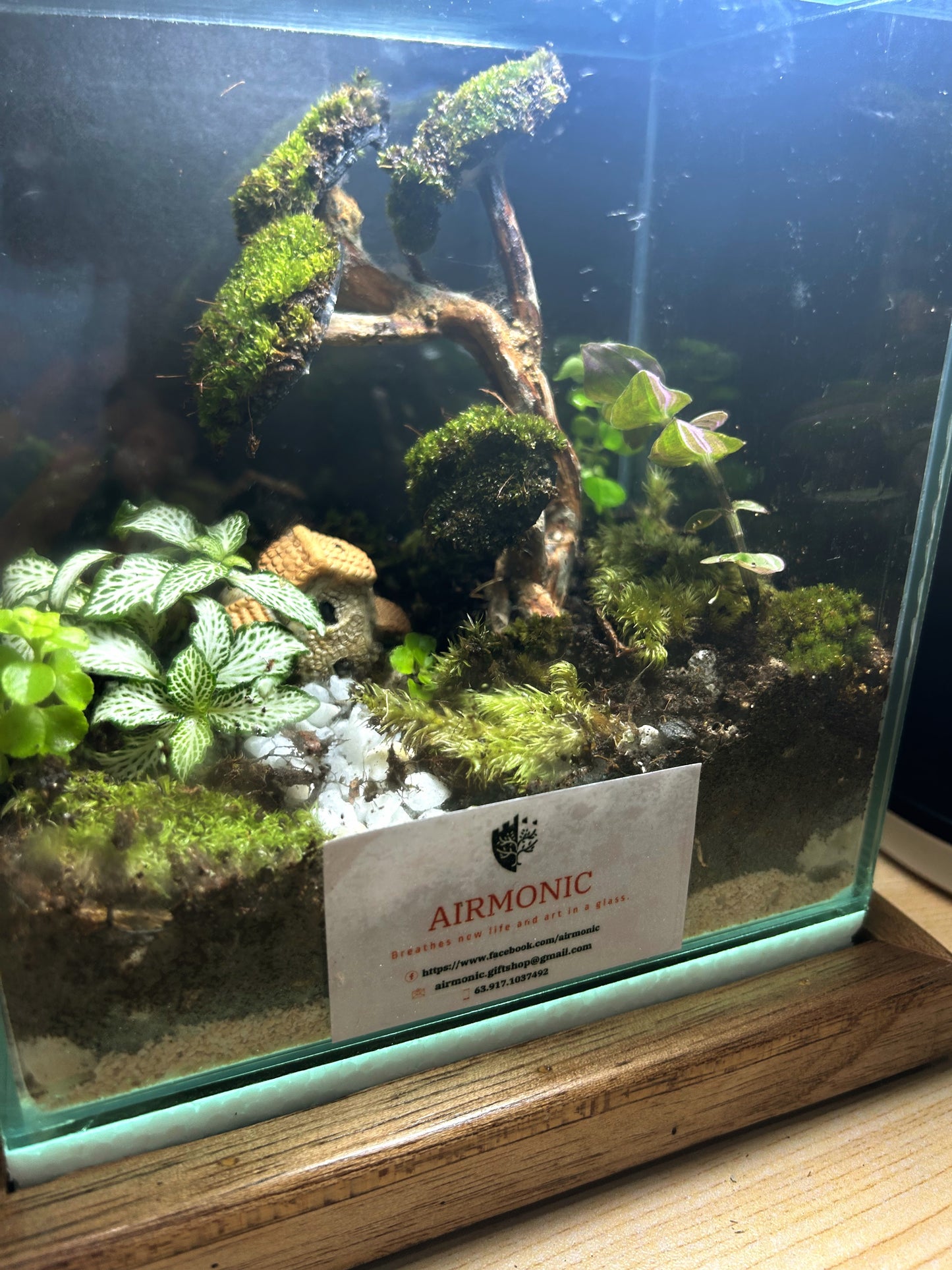 Bahay Kubo Terrarium in a Parisukat Enclosure