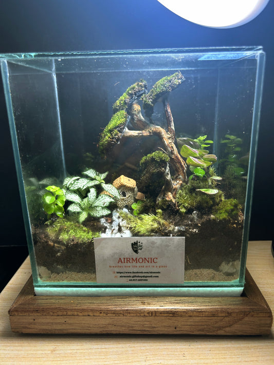 Bahay Kubo Terrarium in a Parisukat Enclosure