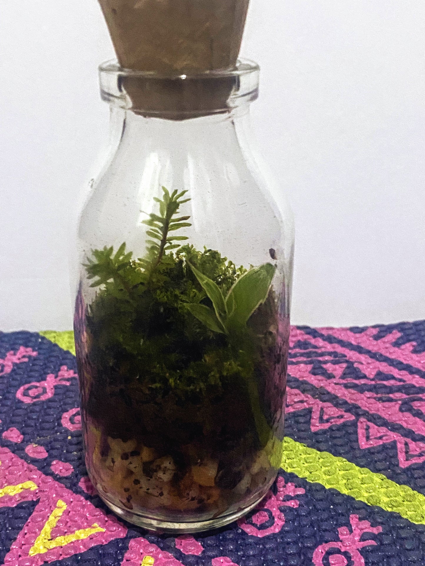 Terrarium in a Small Bottle