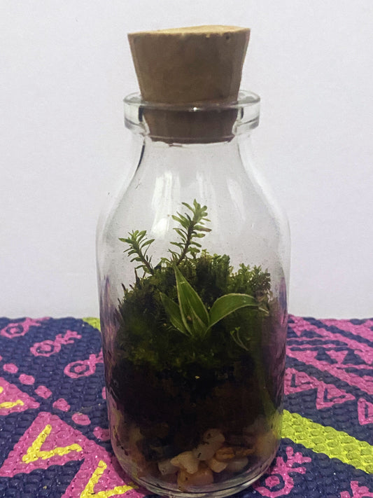 Terrarium in a Small Bottle