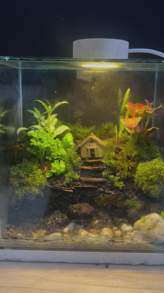 Bahay Kubo River Terrarium