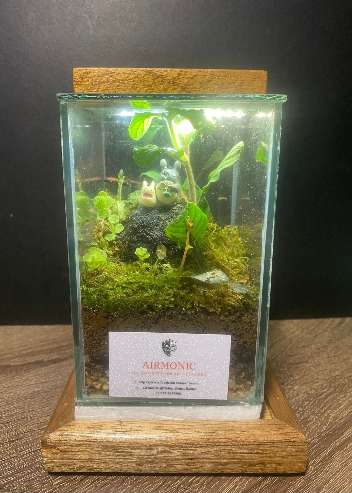 Chibi and Large Totoro Terrarium