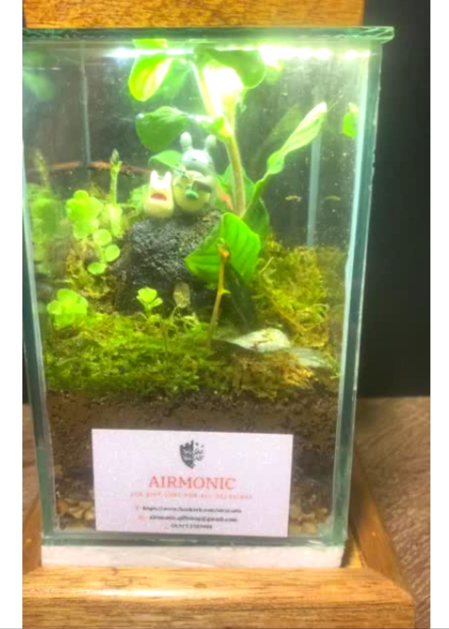 Chibi and Large Totoro Terrarium