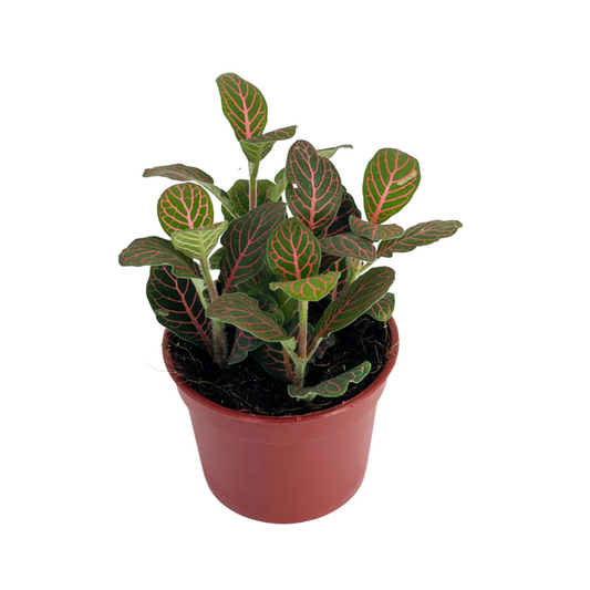 Fittonia Regular Red