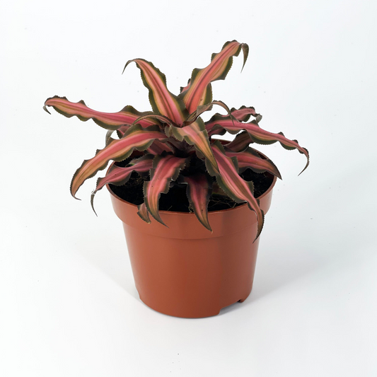 Cryptanthus Solail - Earth Star