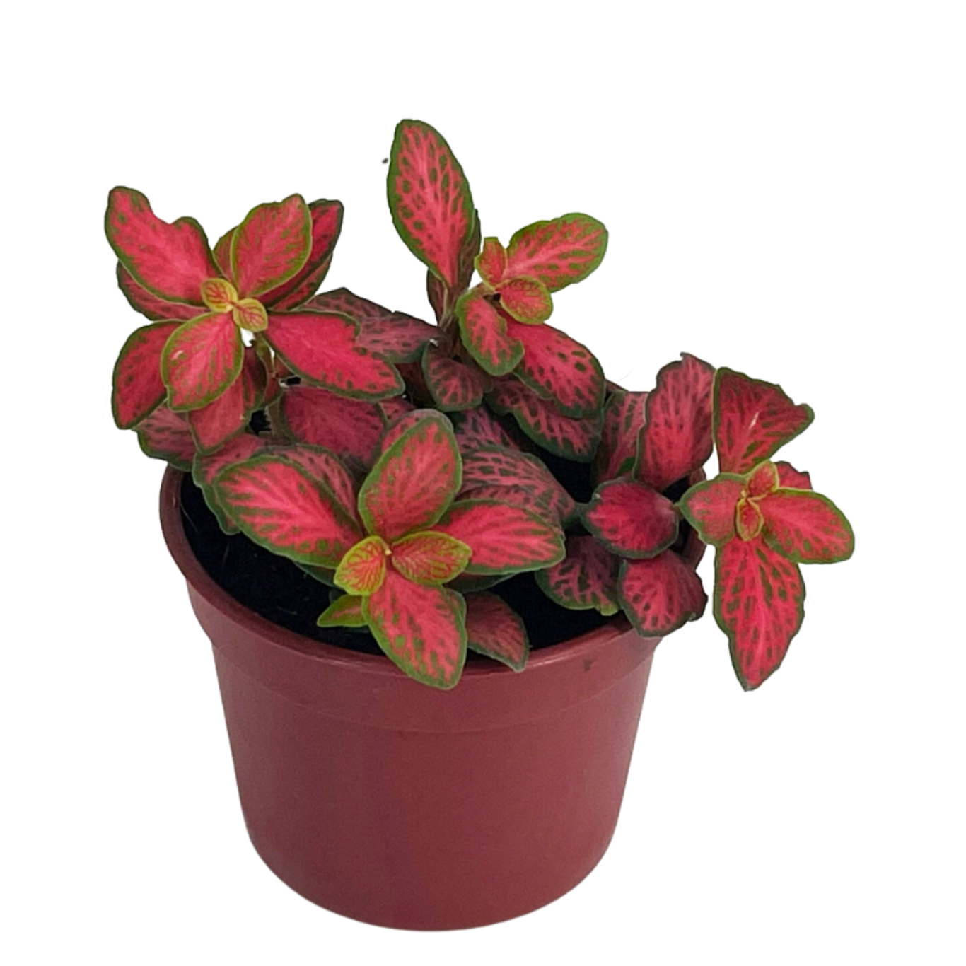 Fittonia Firetail