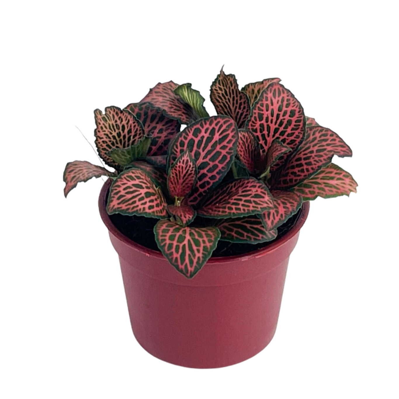 Fittonia Flammule