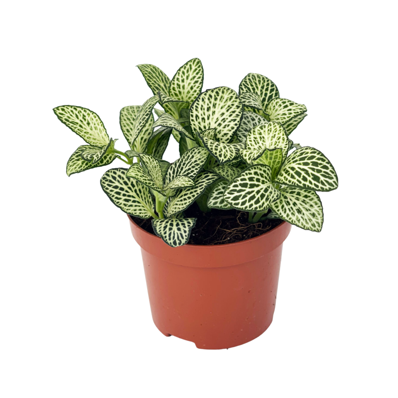 Fittonia White Anne