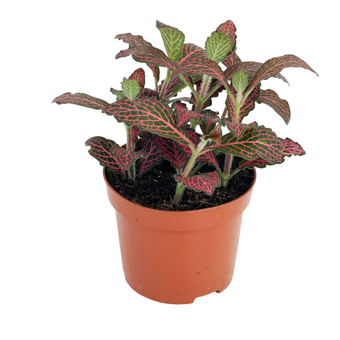 Fittonia Jungle Flame