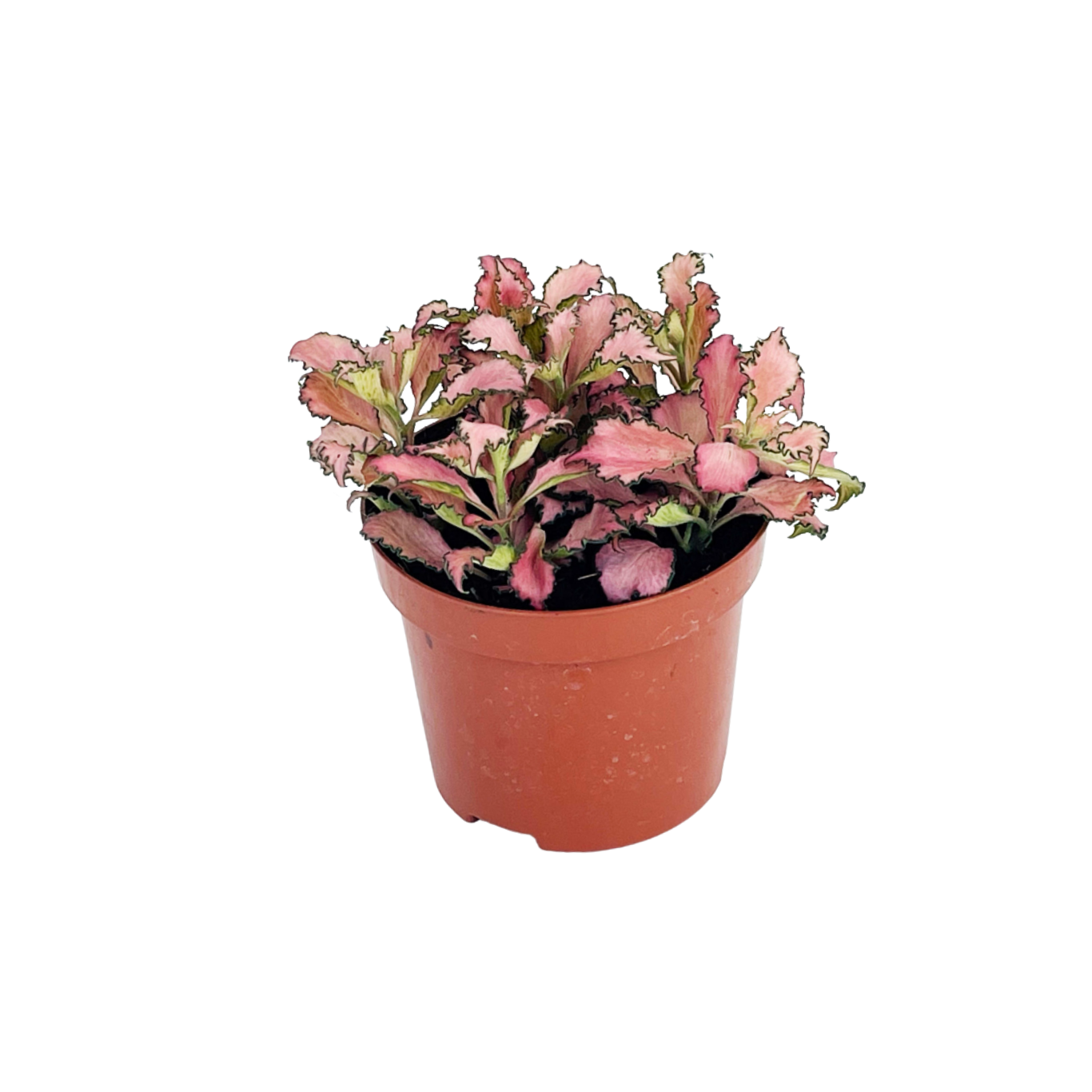 Fittonia Pink