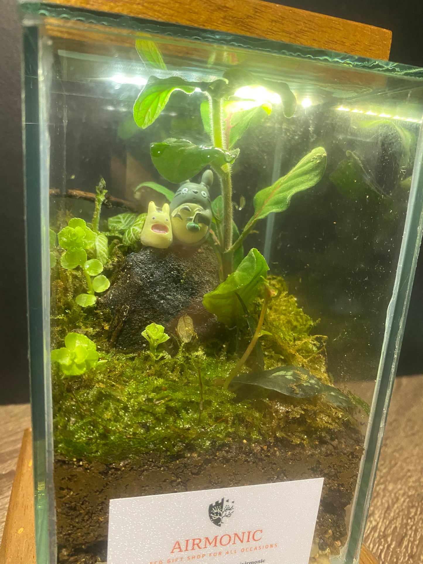 Chibi and Large Totoro Terrarium