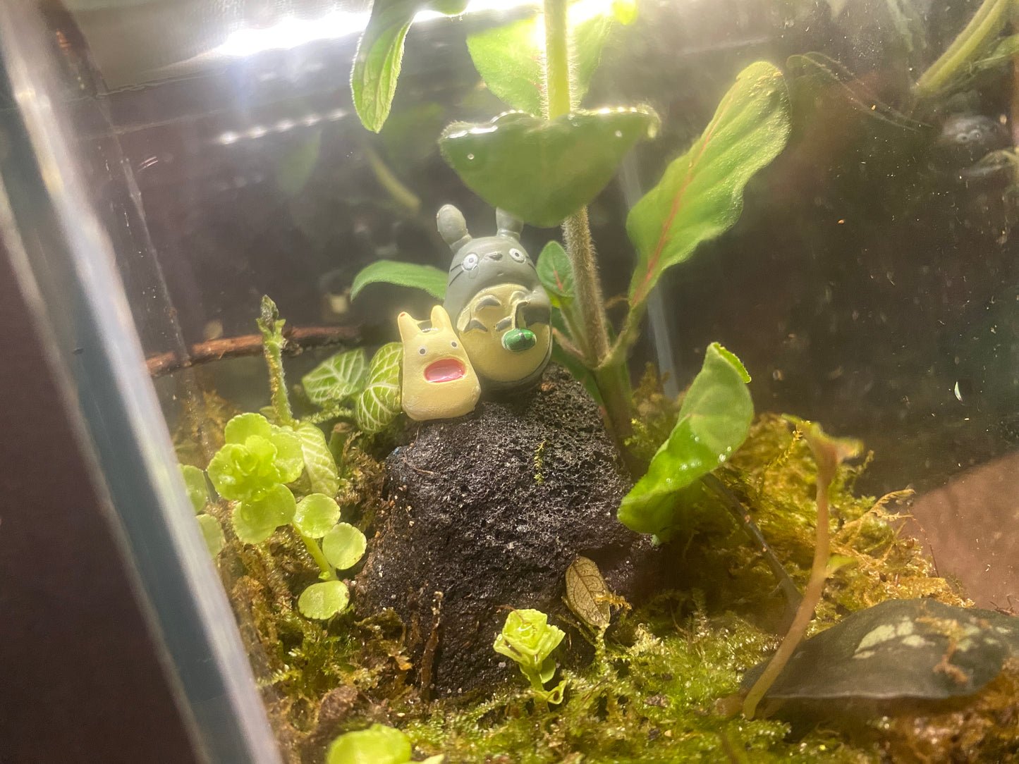 Chibi and Large Totoro Terrarium