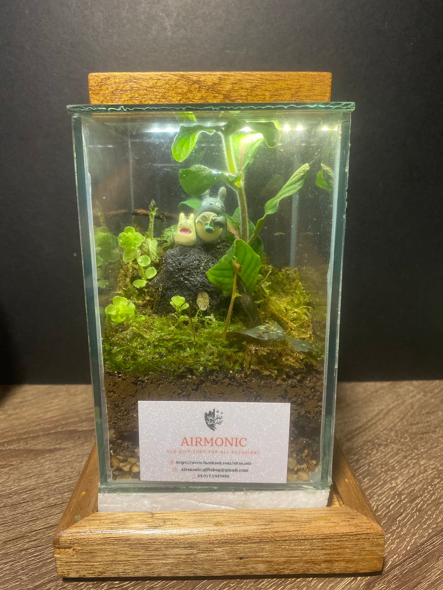 Chibi and Large Totoro Terrarium