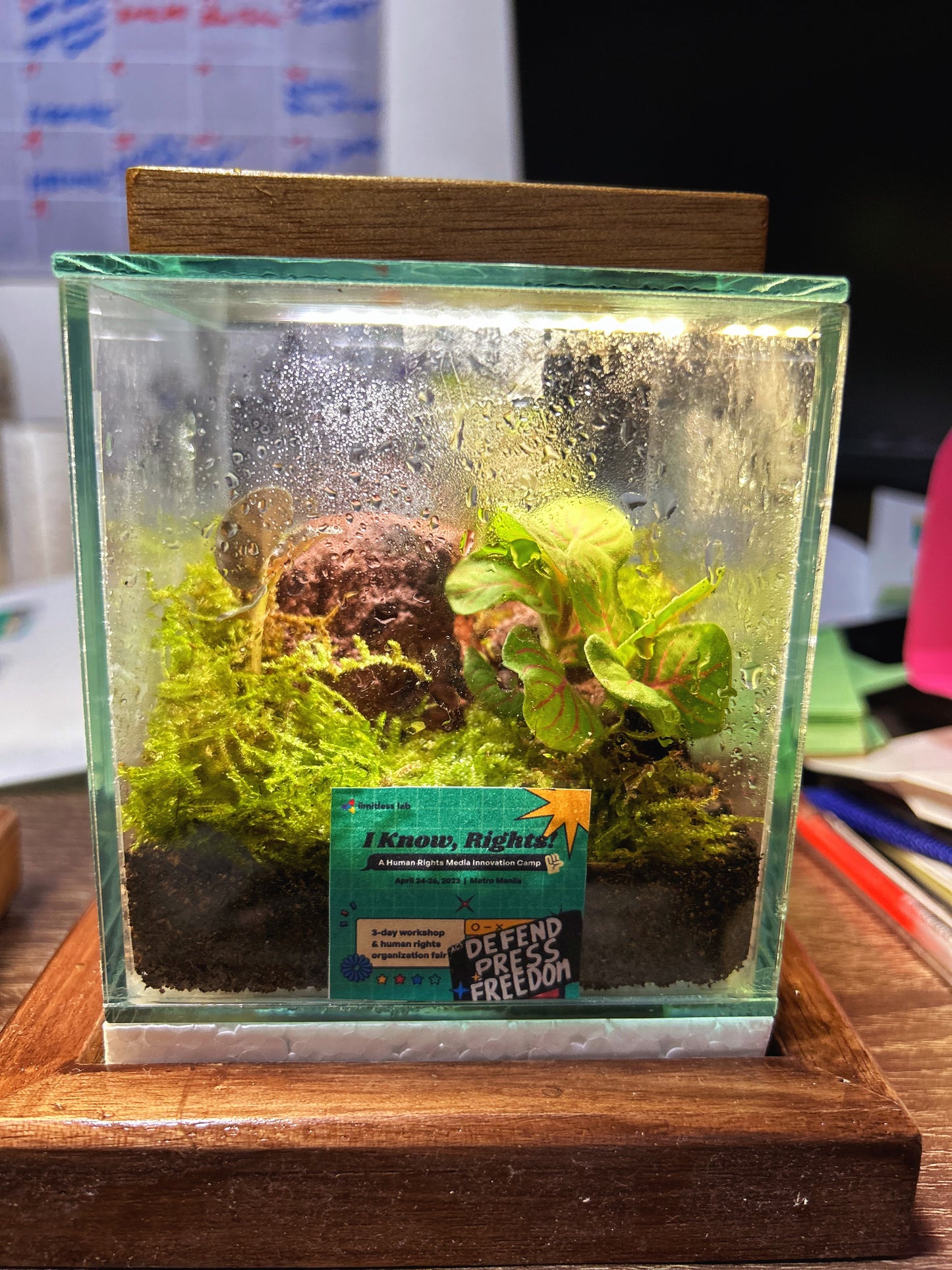 Classic "Kubo" Terrarium