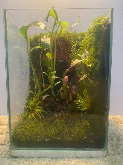 Ganda Terrarium