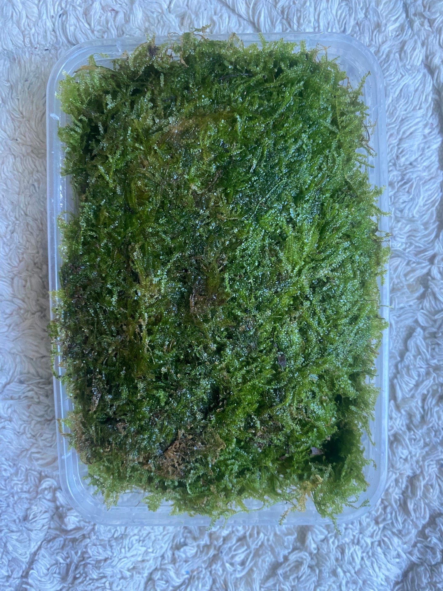 Weeping moss for terrarium and aquascaping