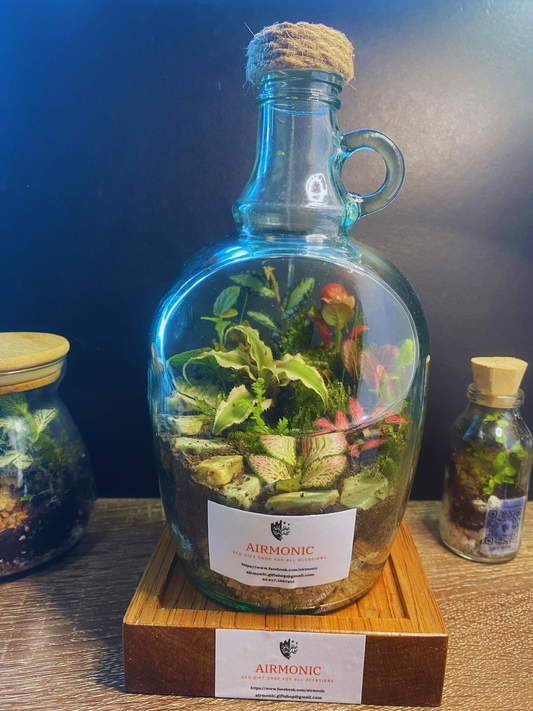 Tapayan Terrarium