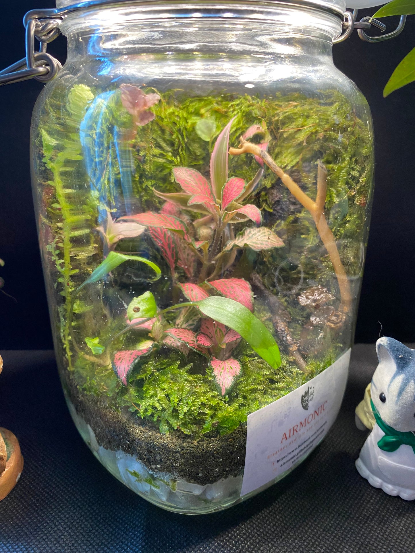 Banga Terrarium