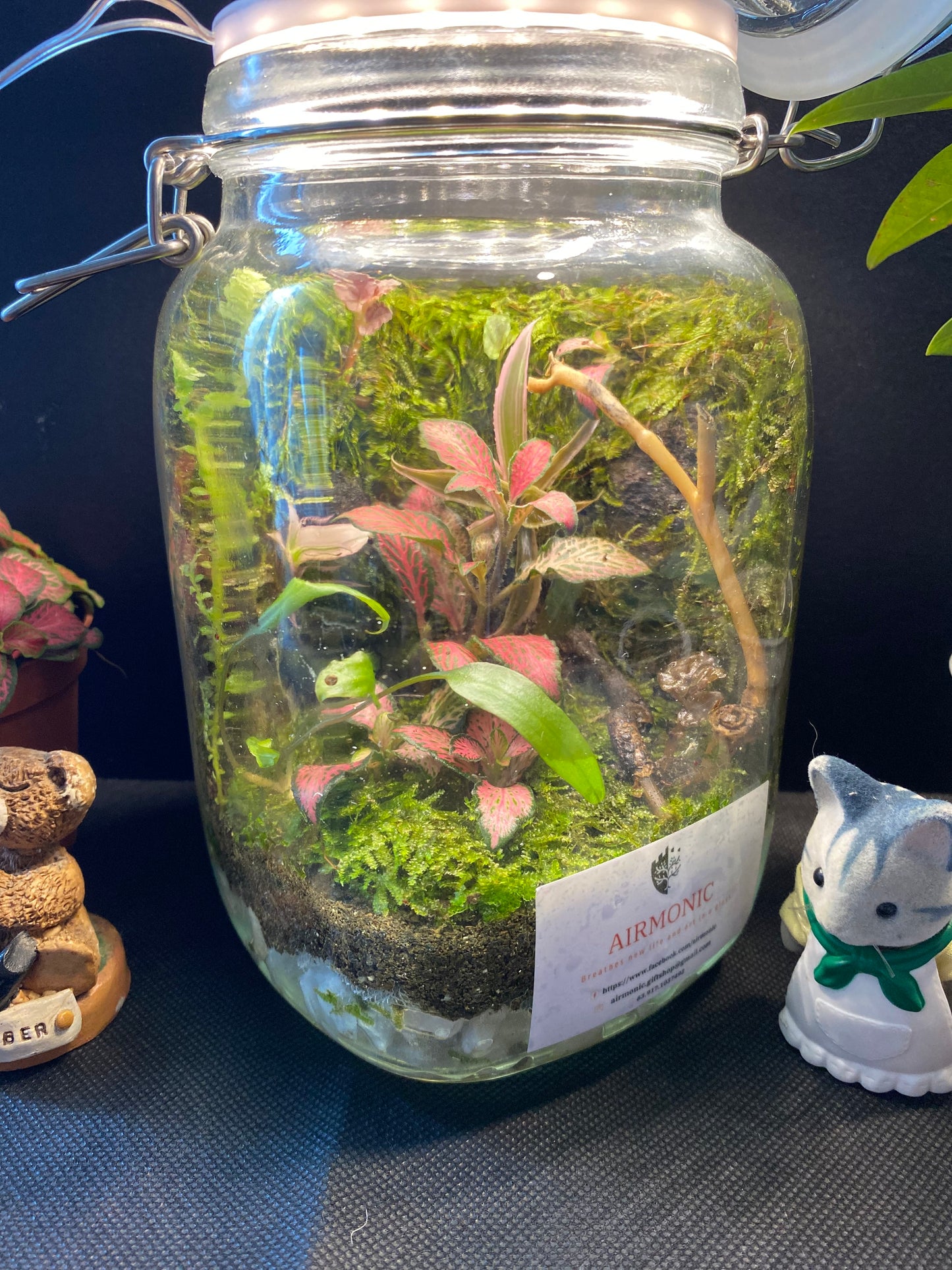 Banga Terrarium