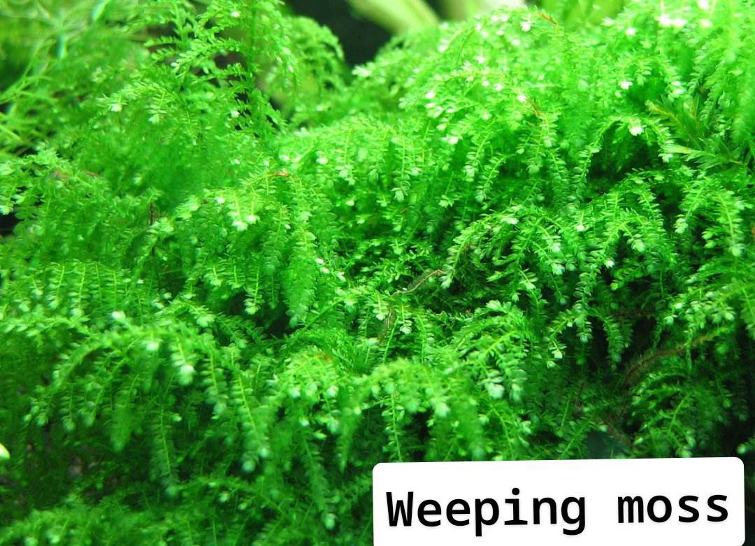 Weeping moss for terrarium and aquascaping